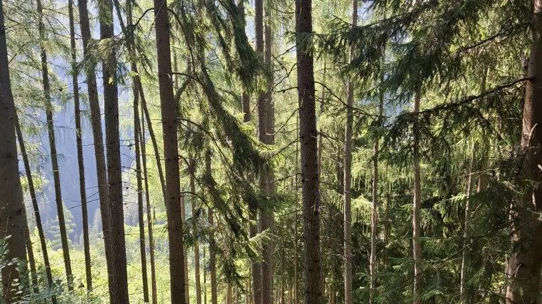 Dichter Wald mit hohen Bäumen und üppigem Unterholz, durch das Sonnenlicht fällt.