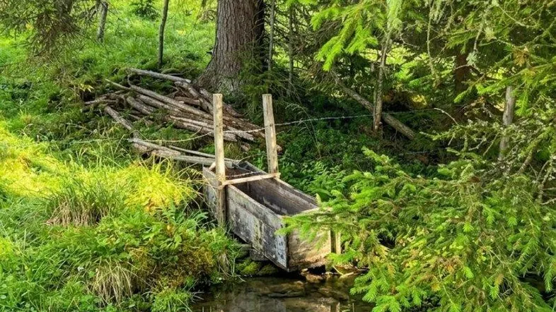 Ein kleiner Holzbrunnen in einem Bachlauf, umgeben von üppigem Grün und hohen Bäumen in einer natürlichen Landschaft.