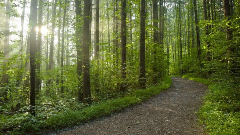 Ein sonniger Waldweg schlängelt sich durch hohe Bäume, mit Sonnenstrahlen, die durch das Blätterdach dringen.