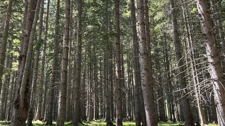 Dichter Nadelwald mit hohen Bäumen und grünem Unterholz, durch das Sonnenlicht fällt.