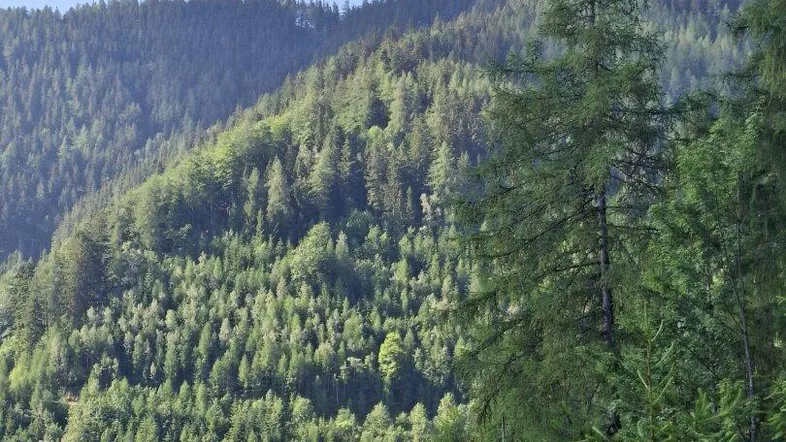 Üppiger grüner Berghang, dicht bewaldet unter blauem Himmel mit vereinzelten Wolken.