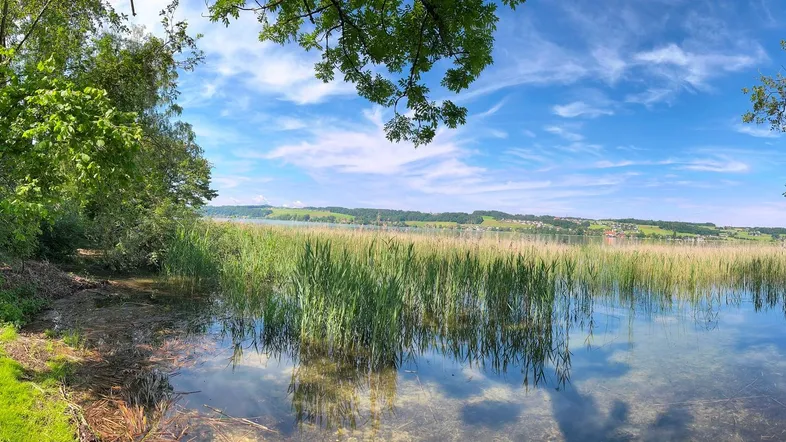 Panoramaaufnahme eines Sees mit Schilfgürtel und bewaldetem Ufer unter blauem Himmel.