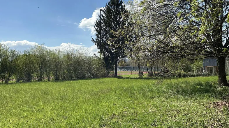 Grüne Wiese mit hohen Bäumen und Sträuchern unter blauem Himmel an einem sonnigen Tag.