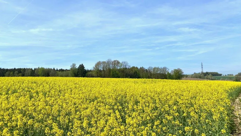Blühendes Rapsfeld in leuchtendem Gelb unter einem weiten blauen Himmel.