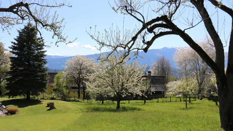 Großer grüner Garten mit blühenden Bäumen und weitem Blick auf die schneebedeckten Berge.