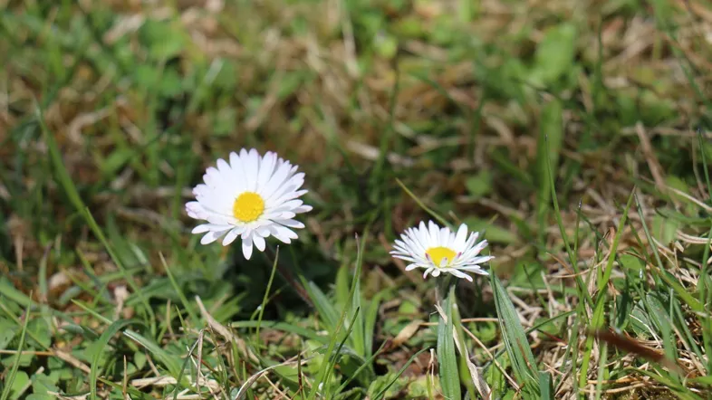 Eine Blume am Baugrundstück