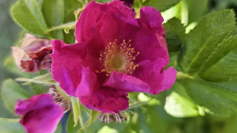 viele Blumen im Garten der Wohnanlage