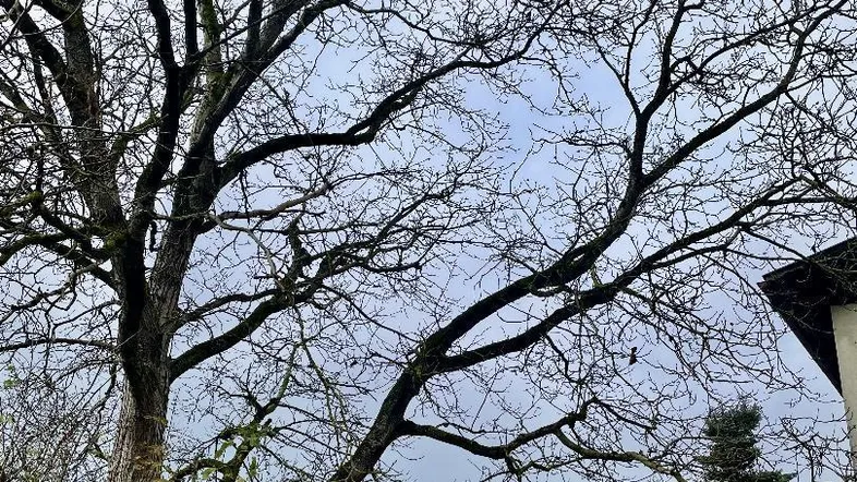 Großer, kahler Baum im Vordergrund mit Blick auf die umliegende Natur und ein Gebäude im Hintergrund.