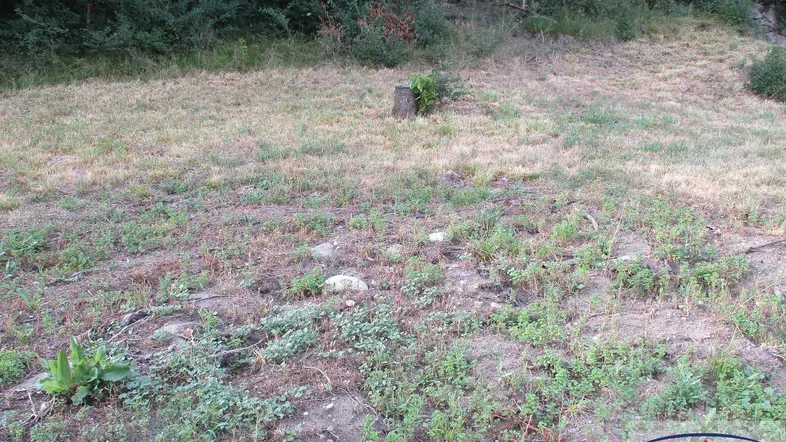 Naturbelassenes Grundstück mit trockenem Gras und Bäumen im Hintergrund, bereit zur Gestaltung.