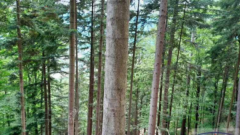 Dichter Wald mit hohen Bäumen und üppigem Grün, ideal für Naturliebhaber.