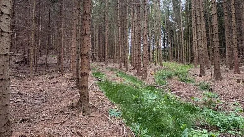 Dichter Nadelwald mit hohem Baumbestand und natürlichem Unterholz auf dem Waldboden.