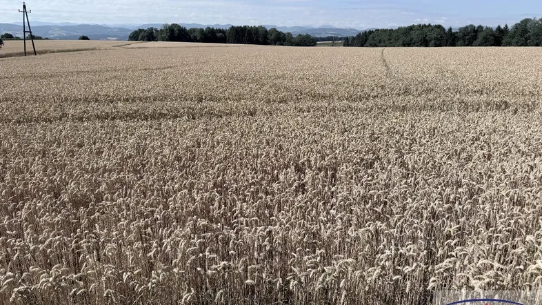 Weites Feld mit reifem Getreide unter blauem Himmel und Fernblick auf Hügel.