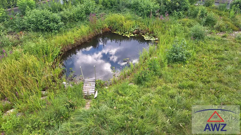 Natürlicher Gartenteich mit üppiger Vegetation und kleinem Holzsteg unter blauem Himmel.