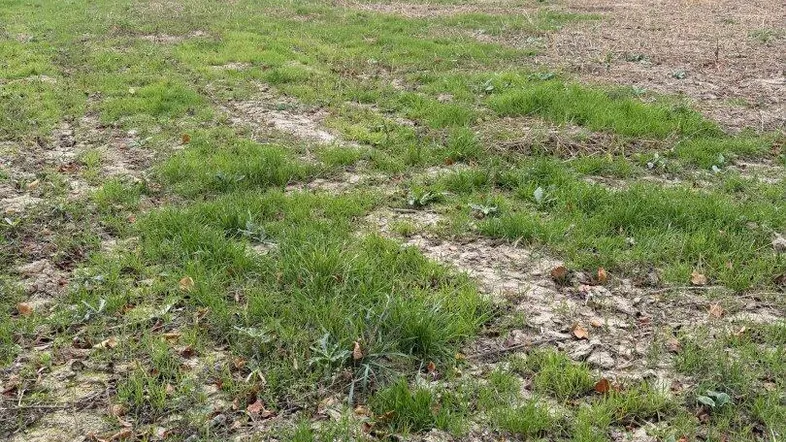 Grundstück mit Grasbewuchs und einem modernen Haus im Hintergrund, bereit für die Bebauung.