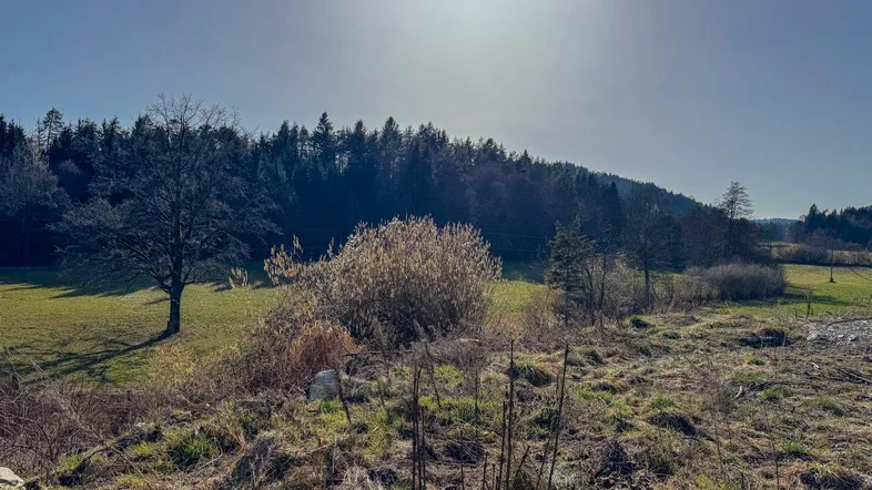 Sonnige Landschaft mit grünen Wiesen, Bäumen und einem Wald im Hintergrund unter blauem Himmel.