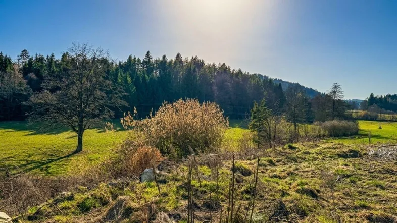Sonnige Landschaft mit grünen Wiesen, Bäumen und einem weiten Blick in die Natur.