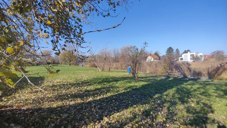 Weitläufige Grünfläche mit Bäumen und herbstlichem Laub unter strahlend blauem Himmel.