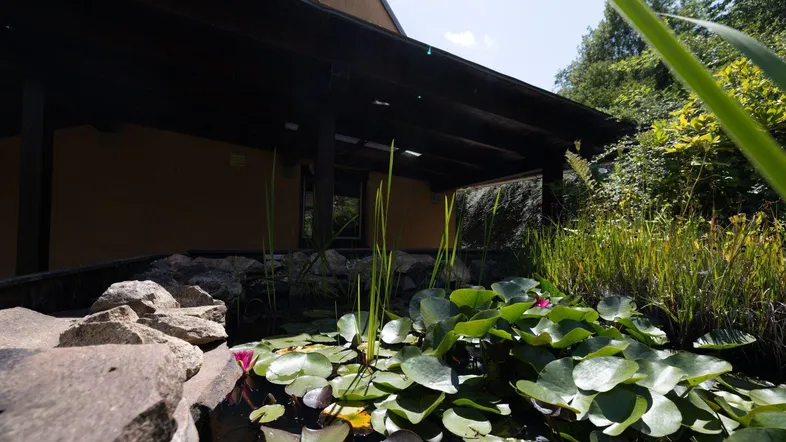 Natürlicher Gartenteich mit Seerosen und Steinen vor dem überdachten Bereich des Hauses.