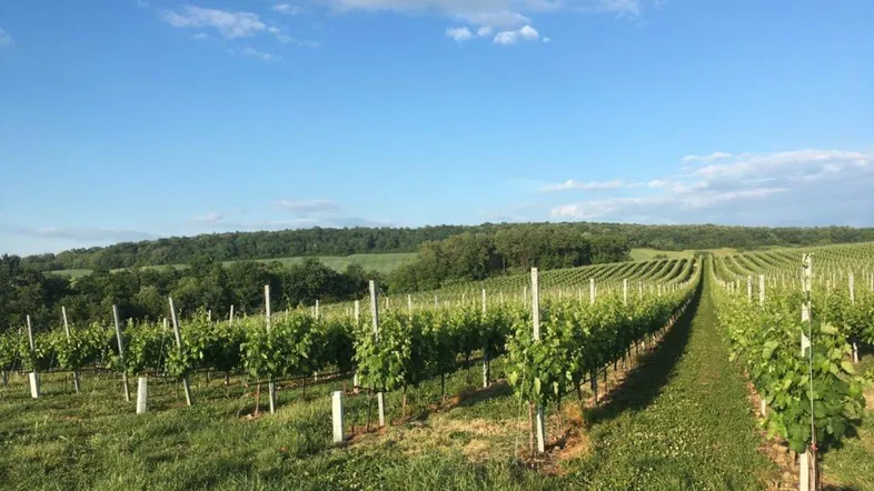 Malerische Weinberge unter blauem Himmel mit grünen Hügeln im Hintergrund.