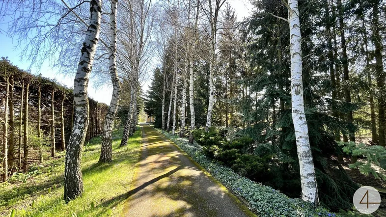 Langer, von Birken gesäumter Weg, der durch eine grüne Landschaft führt.
