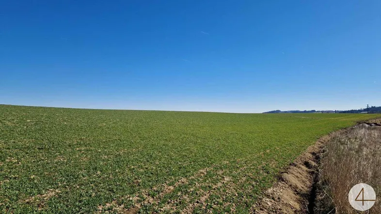 Ausgedehntes grünes Feld unter einem weiten, wolkenlosen blauen Himmel, mit ländlichem Charakter.