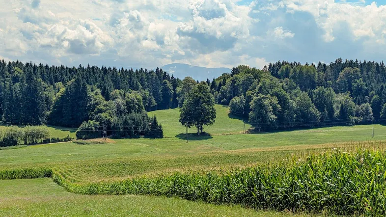 Wiese Moosburg zum Verkauf