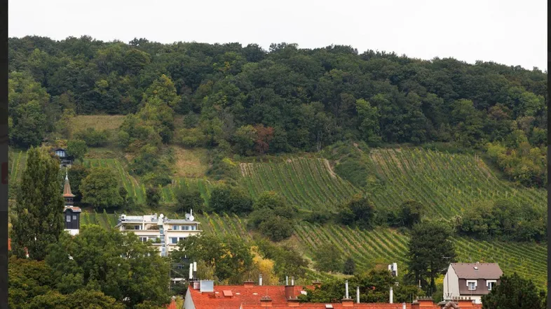 Panoramablick auf grüne Weinberge, bewaldete Hügel und die umliegende Wohnbebauung.