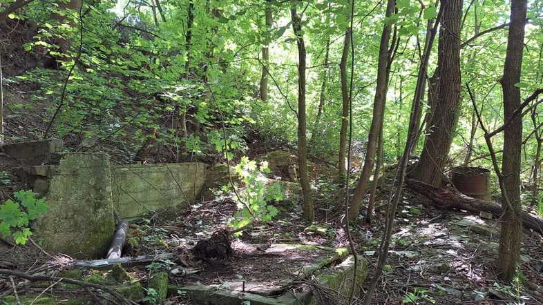 Dichter Wald mit alten Ruinen und üppigem Grün, durch das Sonnenlicht fällt.