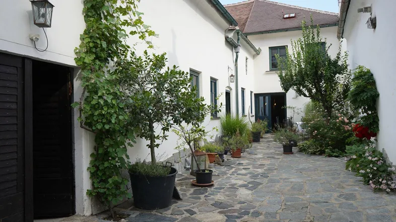 Malerischer Innenhof mit Steinplatten, vielen Topfpflanzen und einer Kletterpflanze an der Wand.