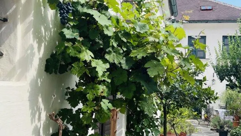 Gepflasterter Hofweg entlang einer weiß getünchten Wand mit rankenden Weinreben und Blick auf ein weiteres Gebäude.
