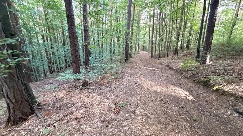 Ein schmaler Pfad schlängelt sich durch einen dichten Wald mit hohen Bäumen und Laub auf dem Boden.