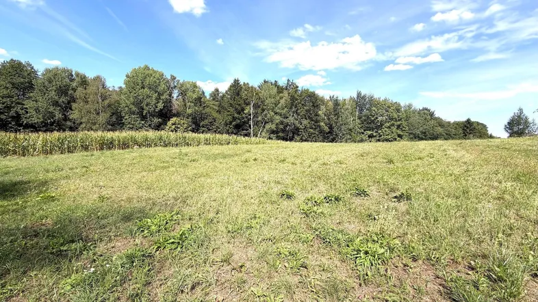 Weitläufige Wiese mit hohem Gras und dichtem Waldrand unter strahlend blauem Himmel.