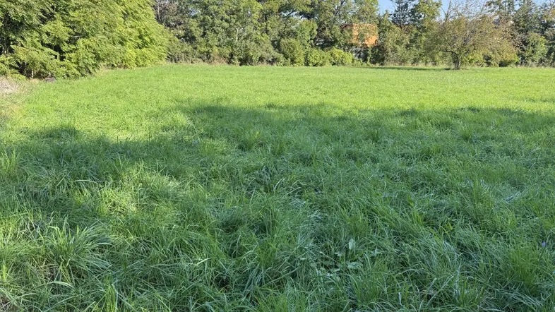 Weitläufige grüne Wiese umgeben von Bäumen unter blauem Himmel, ideal für naturnahes Wohnen.