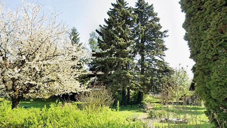 Ein sonniger Gartenbereich mit blühenden Bäumen, hohen Nadelbäumen und gepflegten Büschen.
