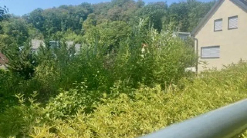 Blick über ein verwildertes Grundstück auf ein Wohnhaus mit Bäumen im Hintergrund.