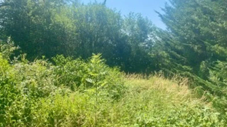 Weitläufiges, unberührtes Grundstück mit dichter Vegetation und Bäumen unter klarem Himmel.