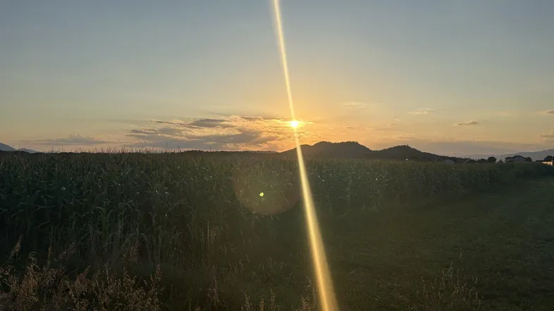 Sonnenuntergang über einem weiten Feld mit hohen Pflanzen und einer Bergkette im Hintergrund.