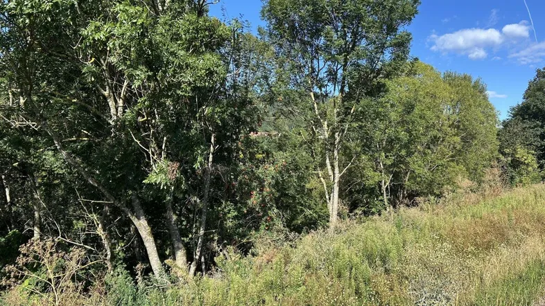 Grüne Landschaft mit Bäumen und Wiesen unter blauem Himmel, die eine ruhige Umgebung zeigt.