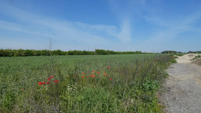 Weites Feld mit grüner Vegetation, roten Mohnblumen und einem Feldweg unter blauem Himmel.