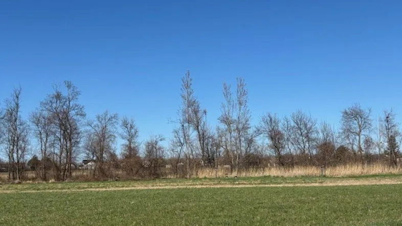 Weite grüne Felder unter einem klaren blauen Himmel mit einer Reihe kahler Bäume im Hintergrund.