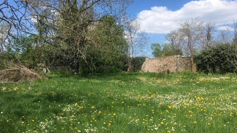 Weitläufige grüne Wiese mit bunten Wildblumen und altem Baumbestand unter blauem Himmel.