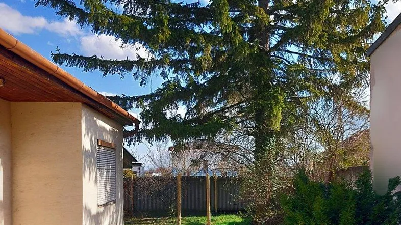 Seitlicher Blick auf das Haus mit großem Nadelbaum und einem Teil des Gartens unter blauem Himmel.