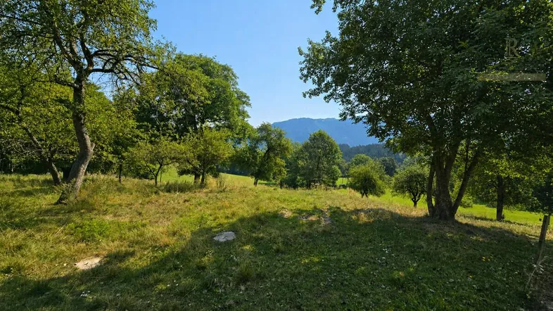 Grüne Wiese mit Bäumen und Blick auf die umliegenden Berge unter blauem Himmel.