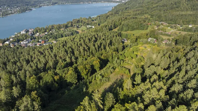 Luftaufnahme einer bewaldeten Hügellandschaft mit einem See und Bergen im Hintergrund unter blauem Himmel.