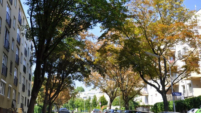 Ruhige Wohnstraße mit parkenden Autos, gesäumt von hohen Bäumen und Mehrfamilienhäusern.
