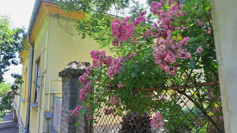 Gelbe Hausfassade mit rosa blühenden Sträuchern und einem alten Zaun im Vordergrund.