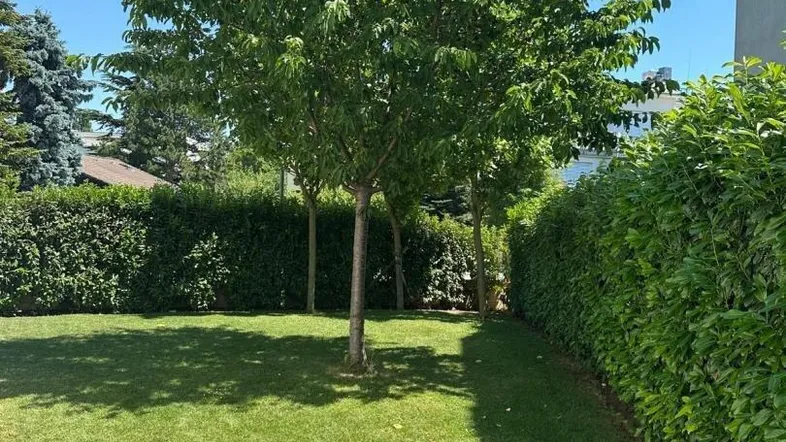 Grüner Gartenbereich mit Rasenfläche und Bäumen, umgeben von einer hohen Hecke.