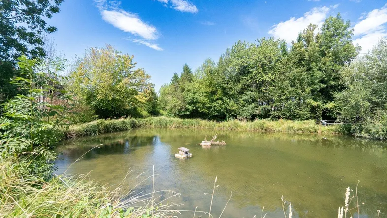 Idyllischer Teich umgeben von üppigem Grün und Bäumen unter einem strahlend blauen Himmel.