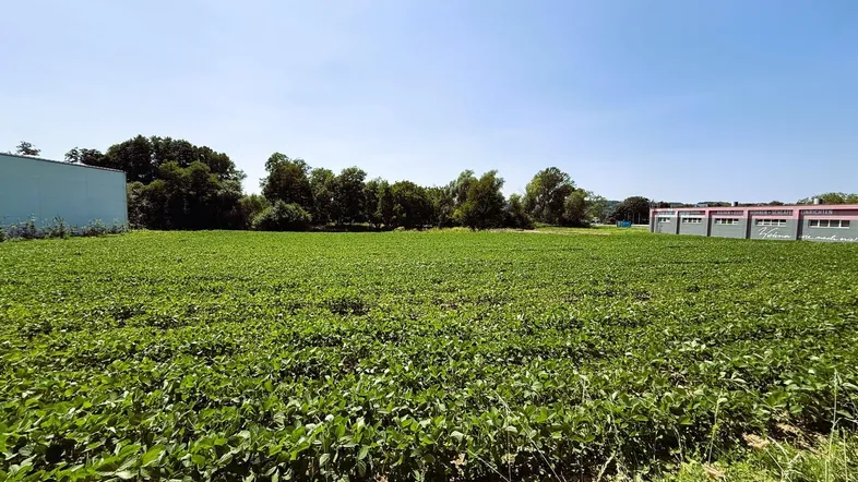 Weites grünes Feld unter blauem Himmel, umgeben von Bäumen und einigen Gebäuden in der Ferne.