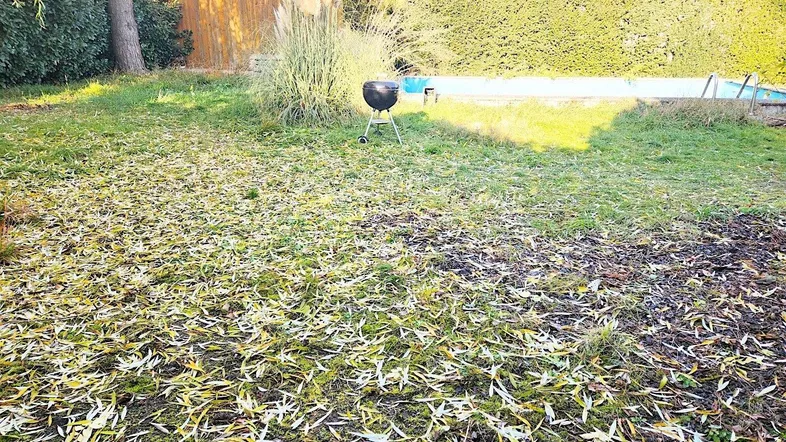 Einfamilienhaus mit großem Grundstück, 2 Eingängen, Grenze zu Wien